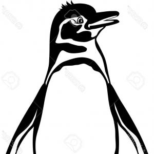 300x300 Photostock Vector Galapagos Penguin Black And White Outline
