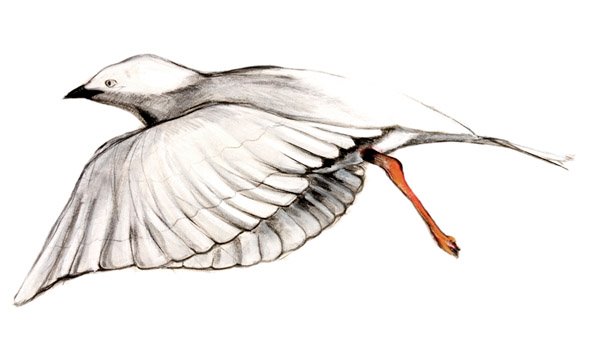 591x337 mornington peninsula