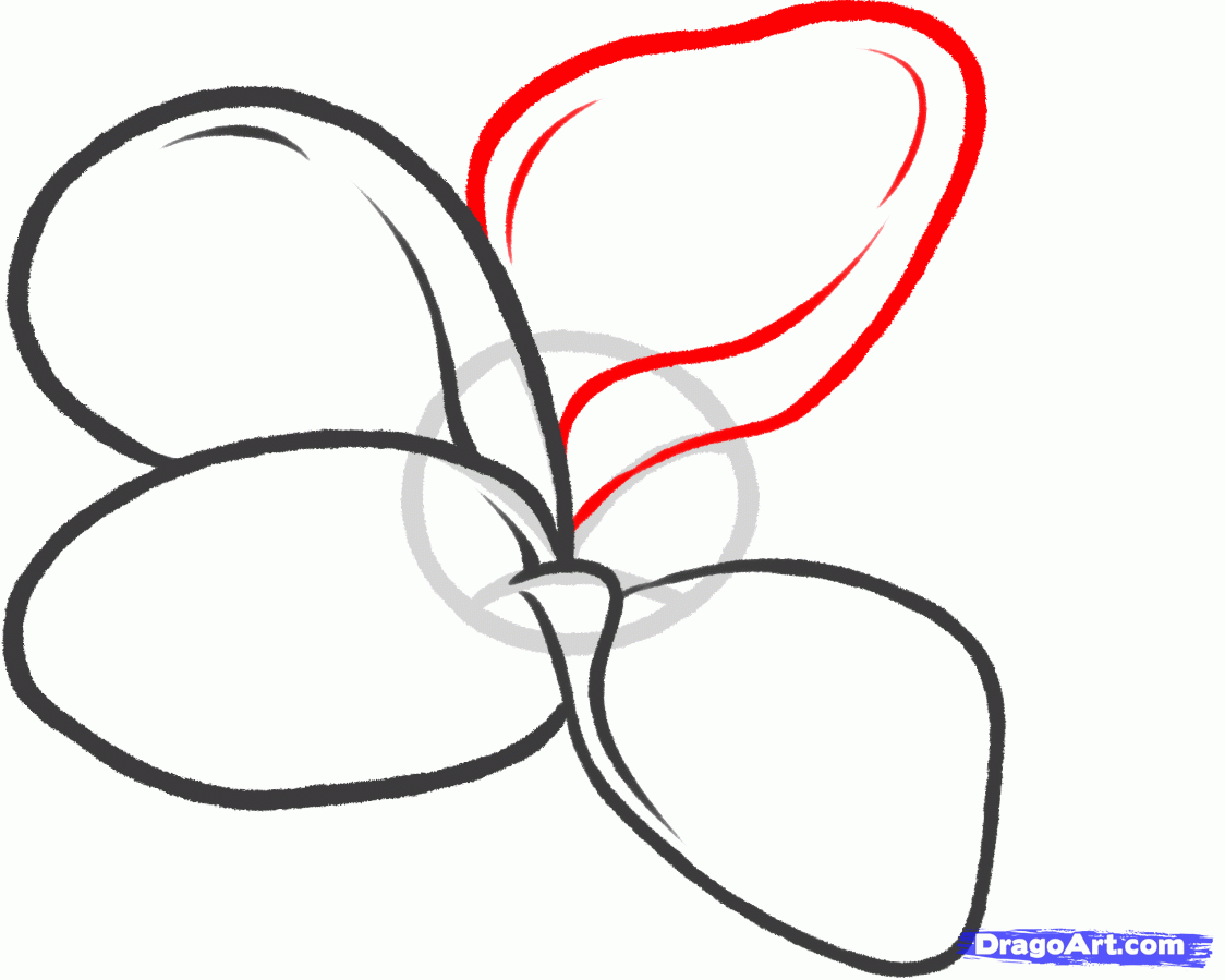 1124x899 how to draw a frangipani, plumeria flower step art tutorials