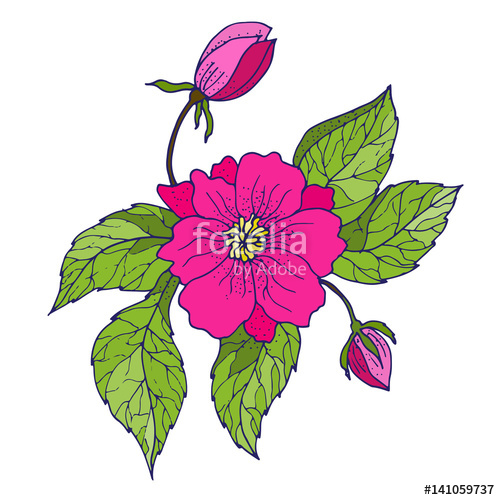 500x500 Hand Drawing Peony Flowers Stock Image And Royalty Free Vector