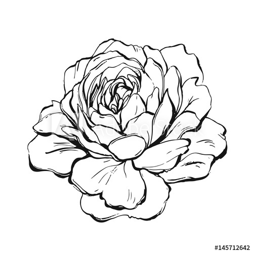 500x500 Hand Made Vector Abstract Graphic Ink Peony Or Rose Flower