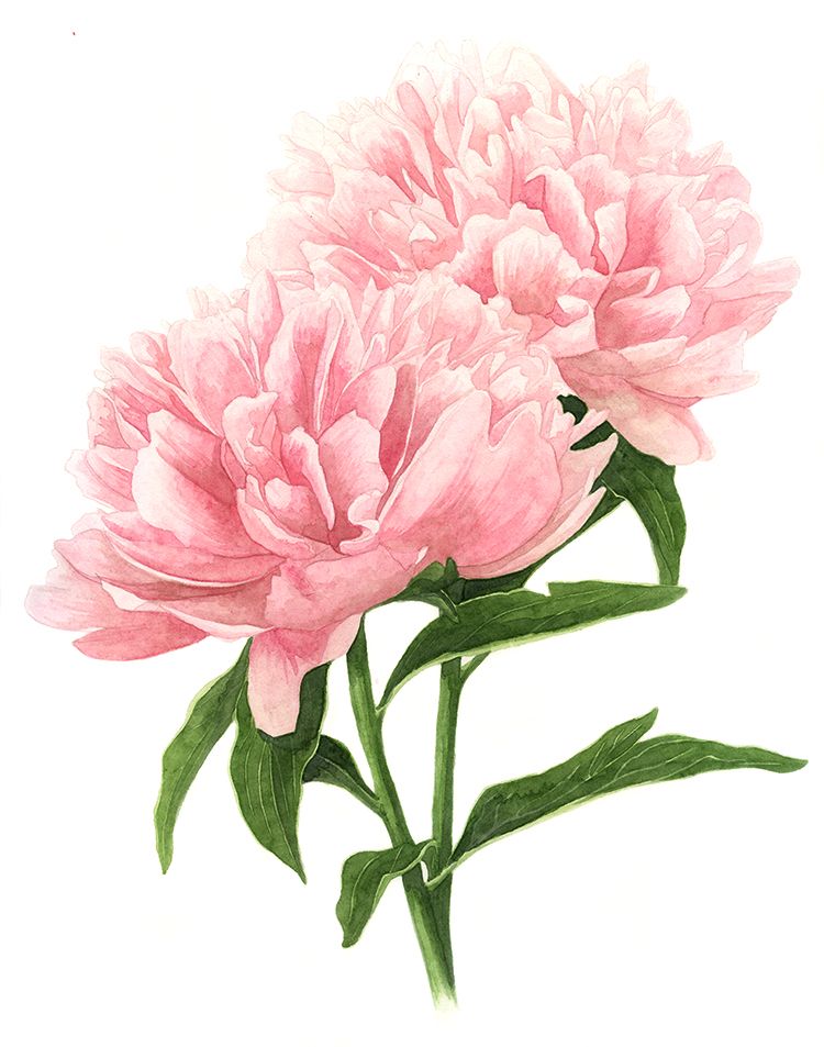 750x953 jun double pink peonies tattoo + inspiration peony painting