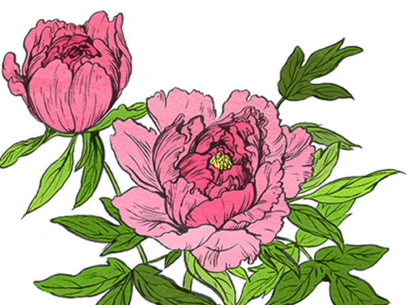 800x600 peonies