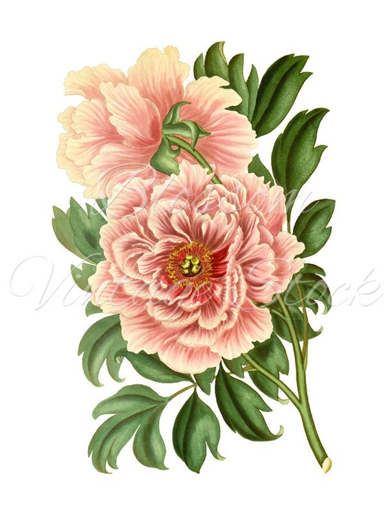 570x738 peony clipart, vintage graphic pink peony digital image, antique