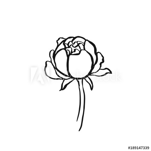 500x500 Peony Flower Hand Drawing Of Ink On A White Background