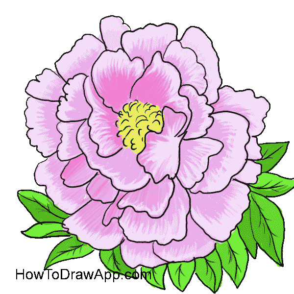 600x600 Peony Nice Drawing