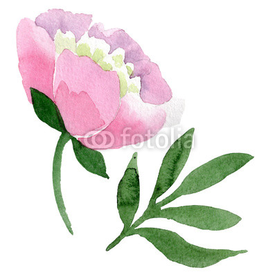 400x400 Pink Peony Watercolor Background Illustration Set Watercolour