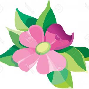 300x300 Drawing Flowers Peony Flower Clipart Illustration Lazttweet