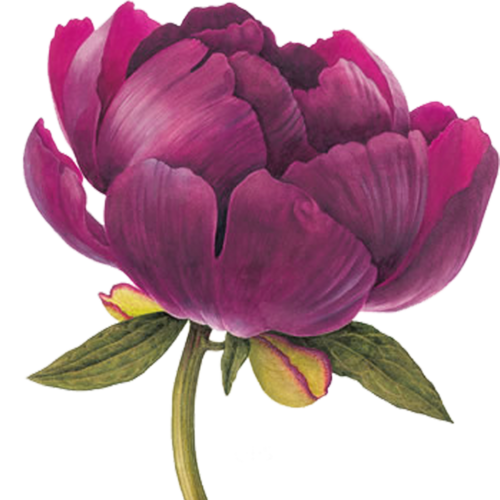 Peony Flower Drawing | Free download on ClipArtMag Peony Japanese Art