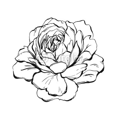 400x400 Hand Made Vector Abstract Graphic Ink Peony Or Rose Flower