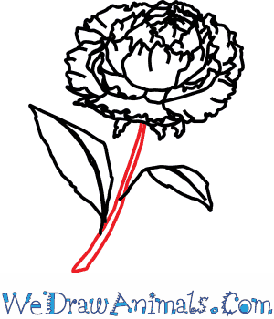 300x350 How To Draw A Peony Flower