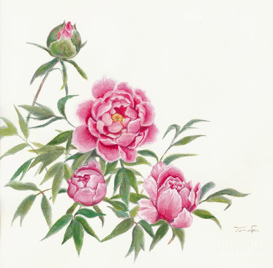 900x885 Huge Collection Of 'japanese Peony Drawing' Download More Than