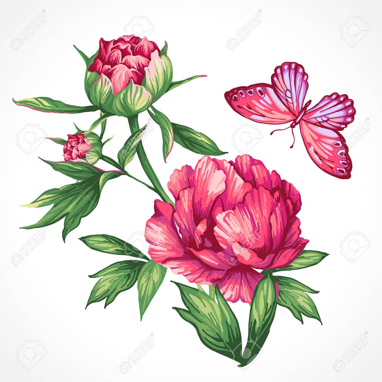 1300x1300 huge collection of 'peonies drawing' download more than images