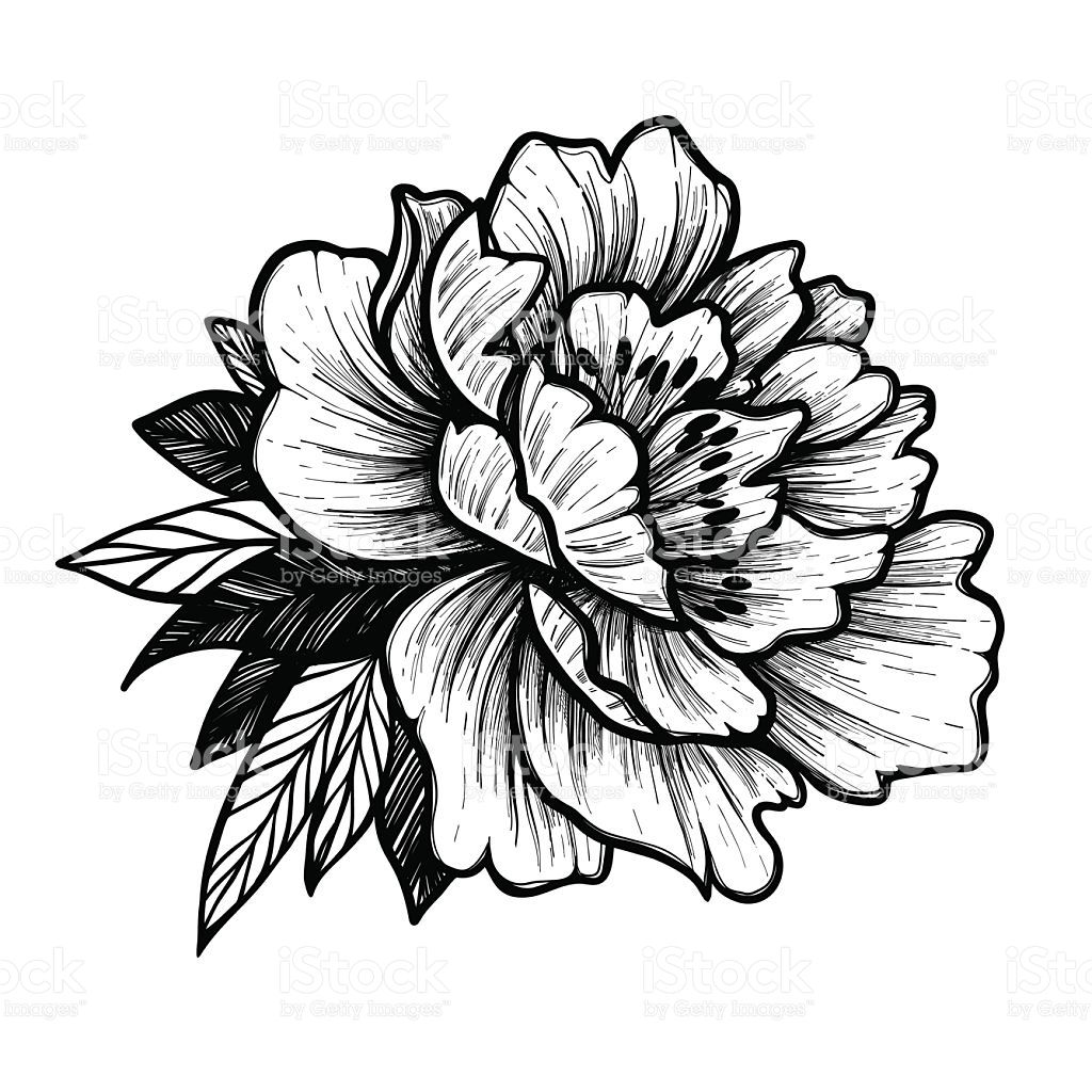 1024x1024 Image Result For Peony Tattoo Vector Leather Work Flower
