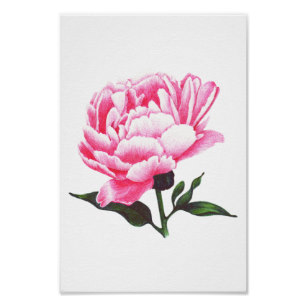 307x307 Peony Flower Posters Prints Zazzle Uk