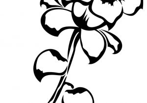 300x210 Single Flowers Drawing Peony