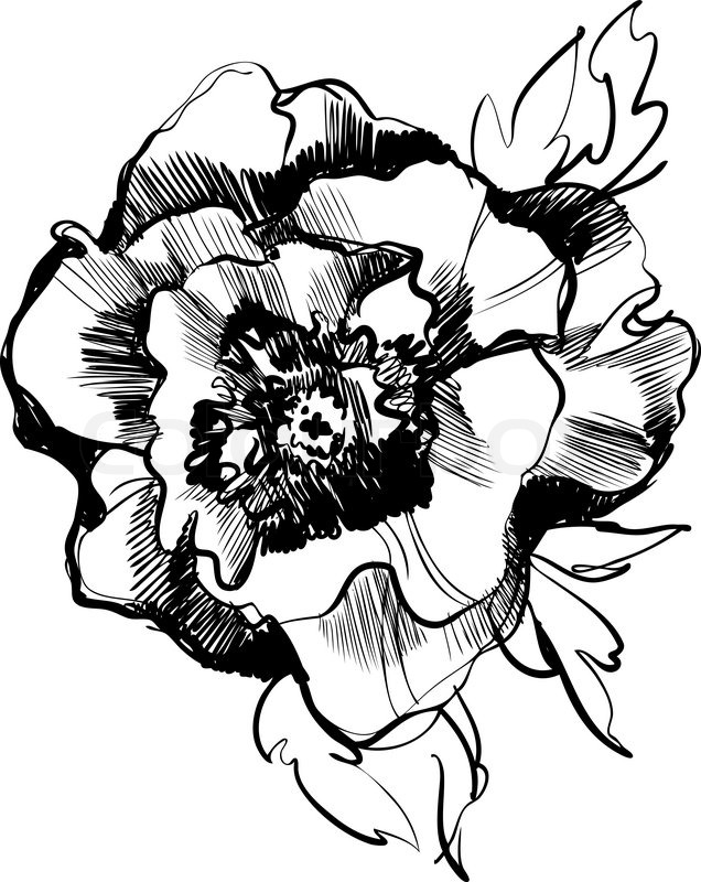 636x800 Sketch Of A Beautiful Blooming Peony Stock Vector Colourbox