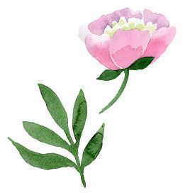 275x275 Watercolor Peony Photos And Images