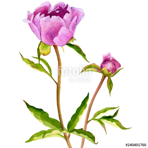500x500 Watercolor Drawing Pink Peony Flowers Stock Photo And Royalty