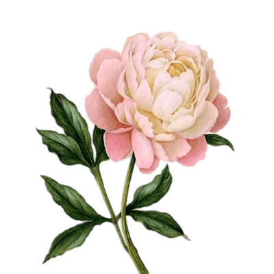 400x400 Collection Of Free Peony Drawing Detailed Download On Ui Ex