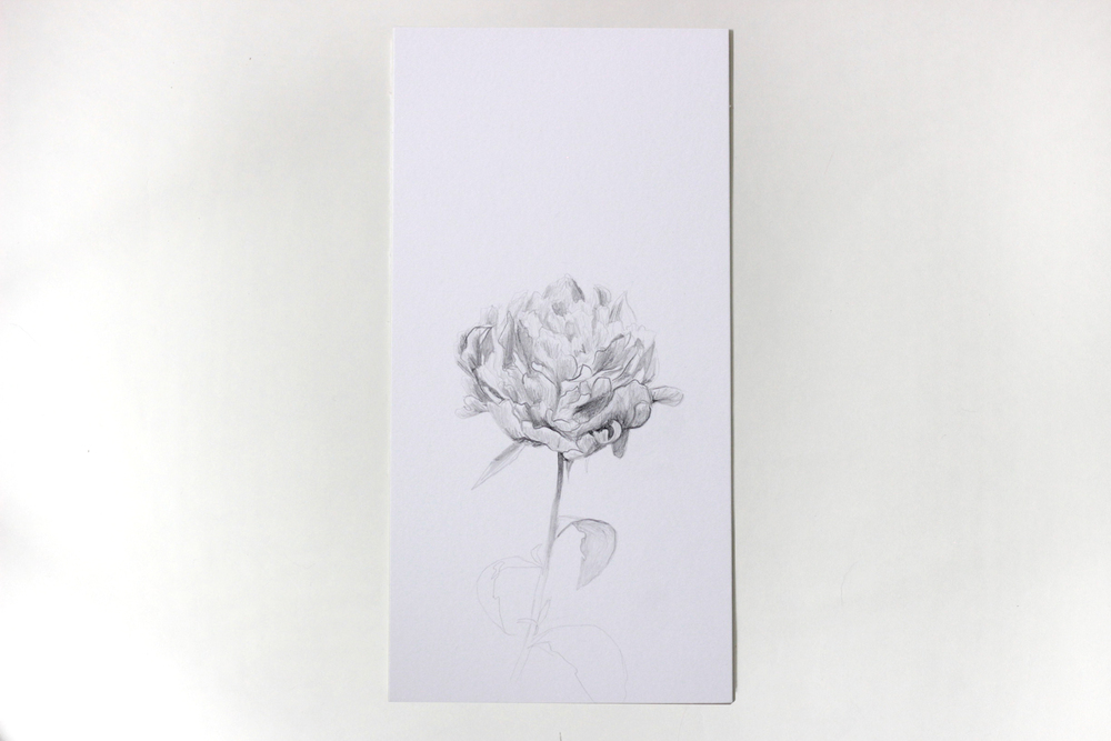 1000x667 Peony Mary Jo Major