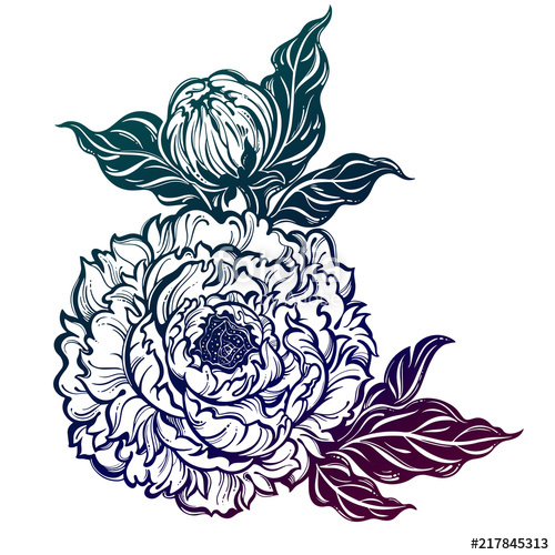 500x500 Peony Flower With Leaves Nature Floral Line Art Stock Image