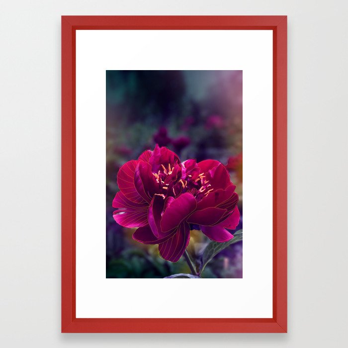 700x700 Purple Cranberry Colored Peony With Gold Line Drawing Overlay