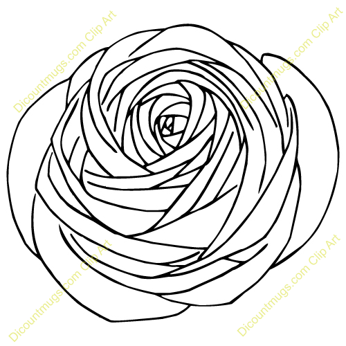 500x500 Drawing Ranunculus Artsyy In Flower Tattoos, Ranunculus
