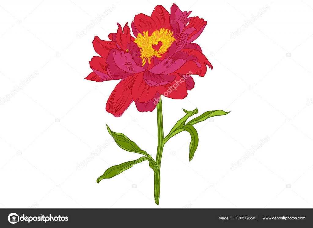 1024x746 Drawing Of Peony Drawing Group