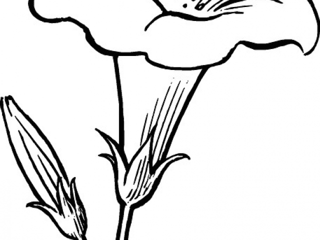 640x480 Drawings Of Flower Buds Black Outline Drawing Flower White Flowers