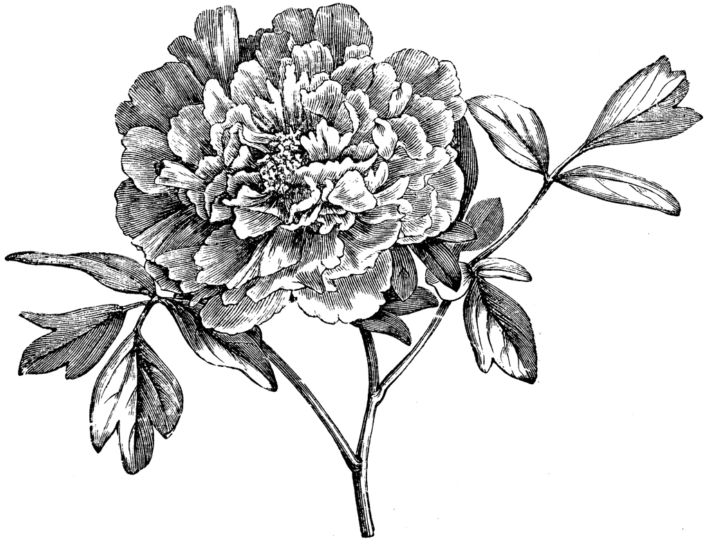1024x783 Beautiful Peony Sketch Would Make Pretty Ink Art Art