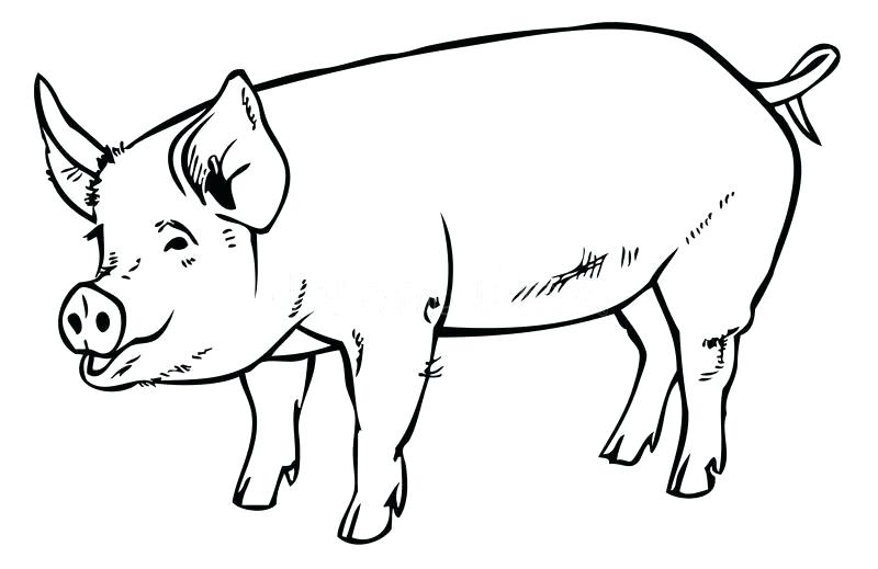 800x519 Easy Way To Draw A Pig How To Draw A Pig Easy Pictures To Draw