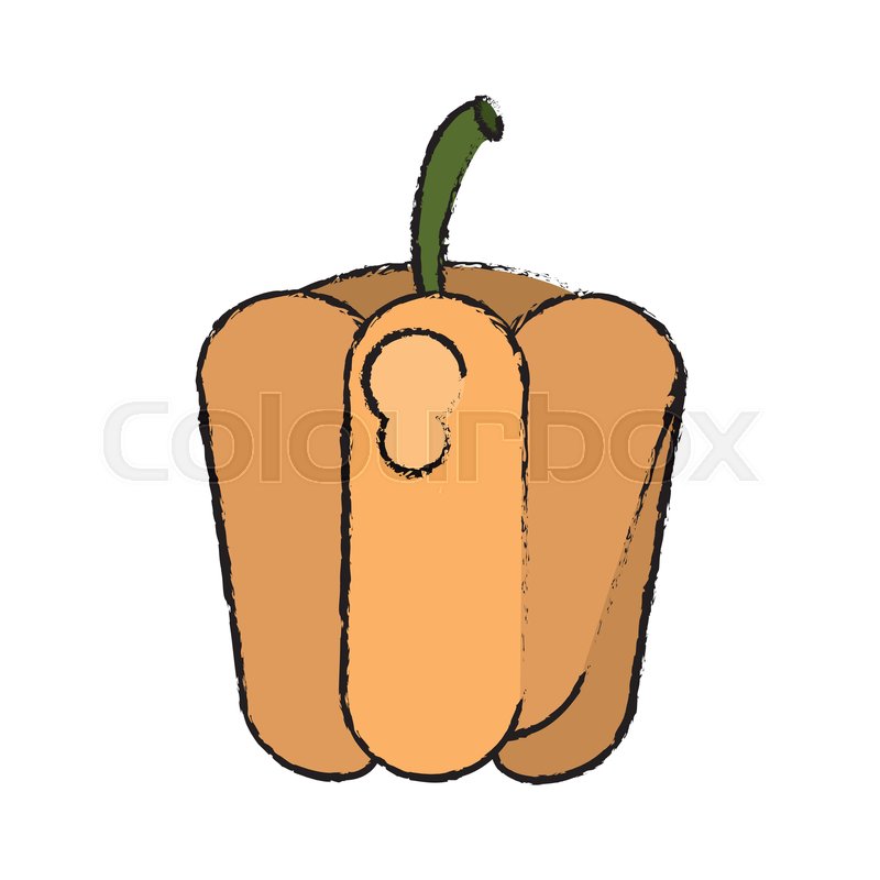 800x800 Drawing Pepper Vegetable Diet Stock Vector Colourbox