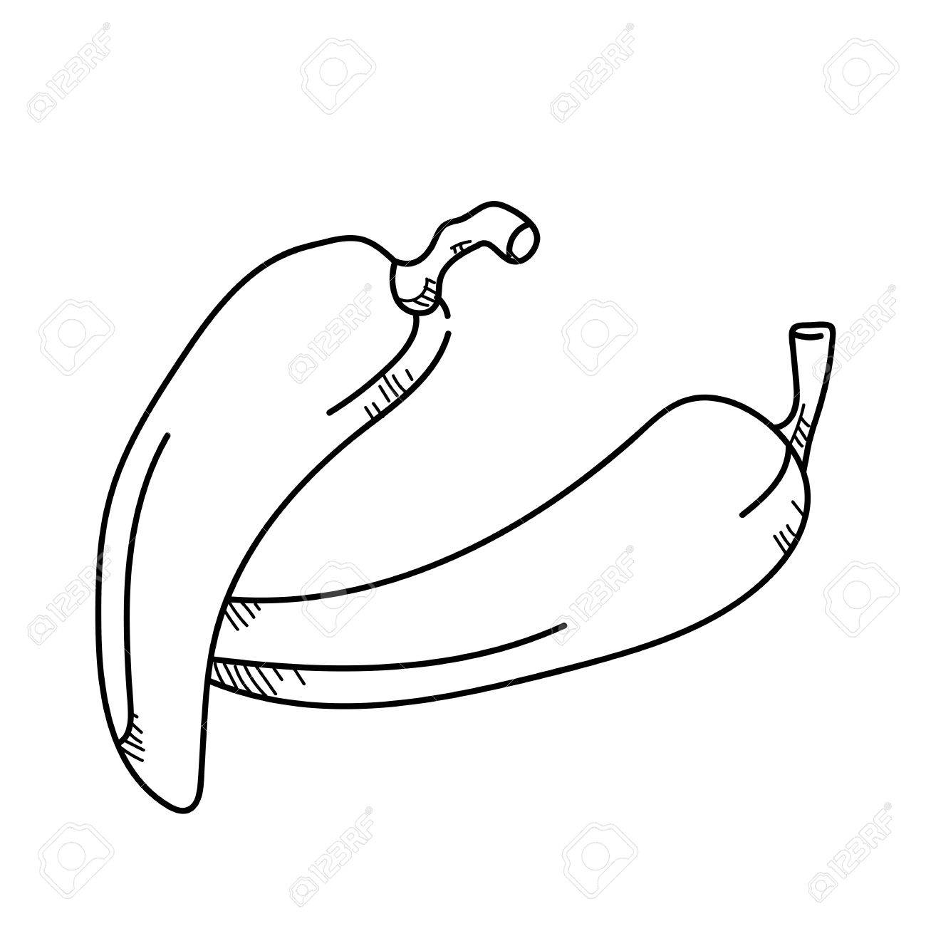 1300x1300 Peppers Drawing Banana Pepper For Free Download