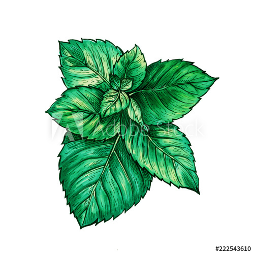500x500 green mint branch tea herb theme isolated hand painted realistic