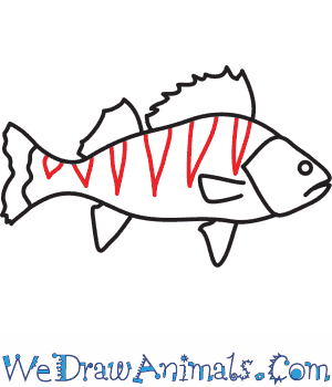 300x350 How To Draw A Perch