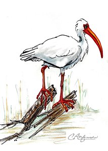 214x300 ibis on a perch drawing
