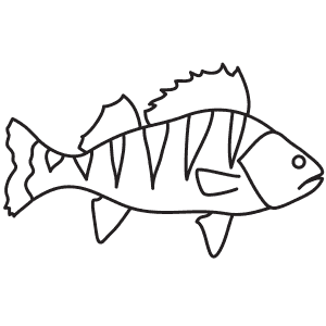 300x300 Learn How To Draw Animals Step