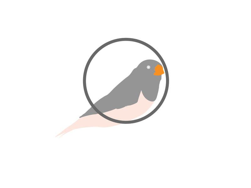 800x600 Zebra Finch Perch