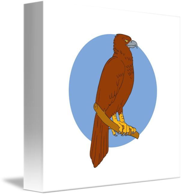 606x650 Australian Wedge Tailed Eagle Perch Drawing