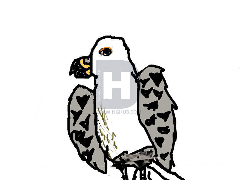 800x600 How To Draw Peregrine Falcons, Step