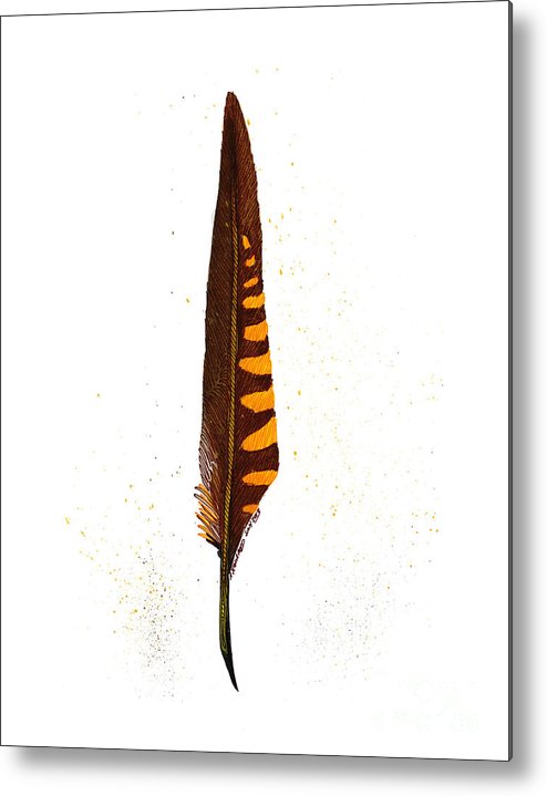 494x719 Peregrine Falcon Feather Metal Print