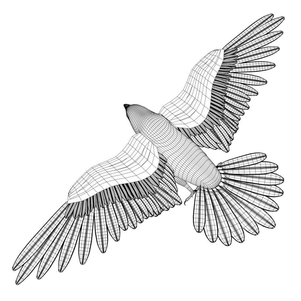 1024x1024 rigged peregrine falcon cgtrader