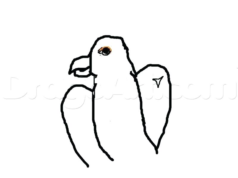 800x600 Easy To Draw Falcon