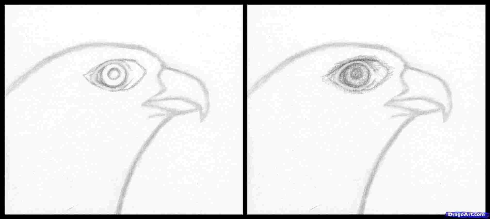1899x849 Free Rhclipartxtrascom Collection Drawings Of Falcons Face