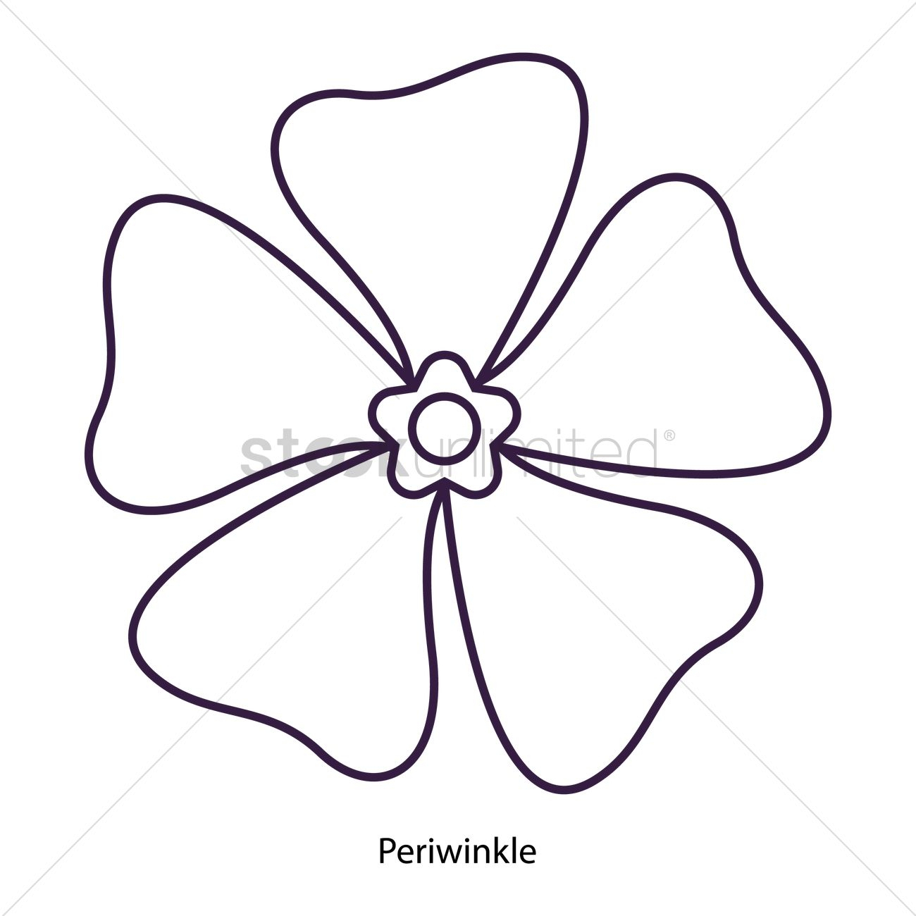 Periwinkle Flower Drawing