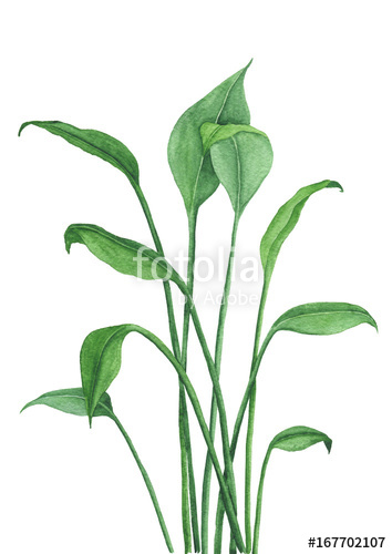 354x500 Home Plant Drawing Stock Photo And Royalty Free Images On Fotolia