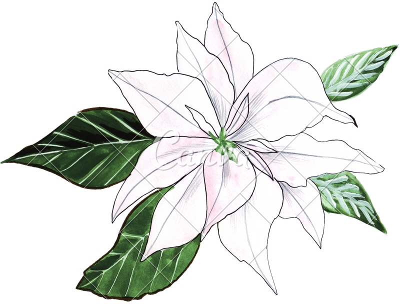 800x608 lillies drawing cool frames illustrations hd images photo