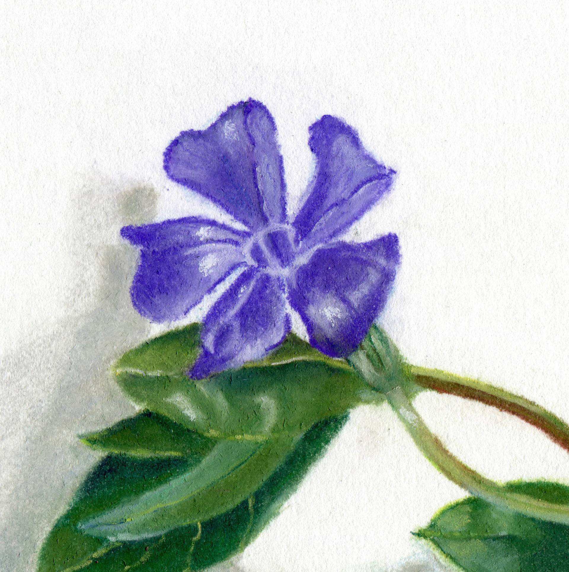 1920x1931 periwinkle drawing