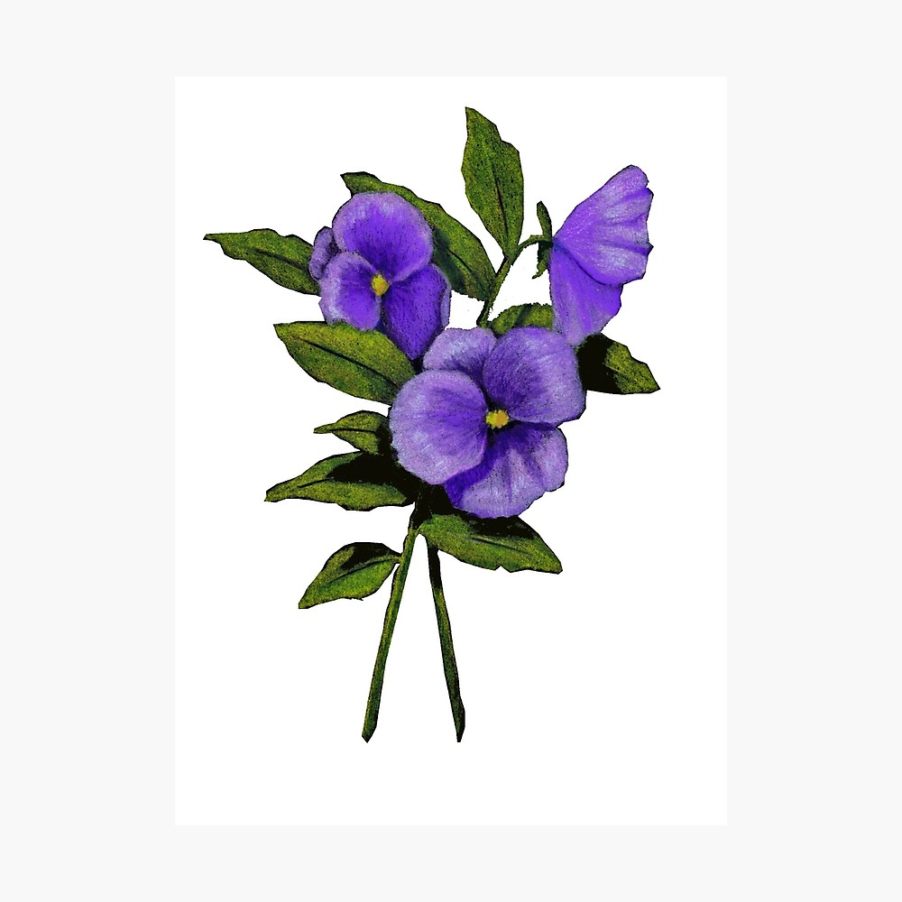1000x1000 purple pansies original colour pencil drawing, flowers